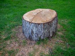  Jordan, NY Tree Removal Pros