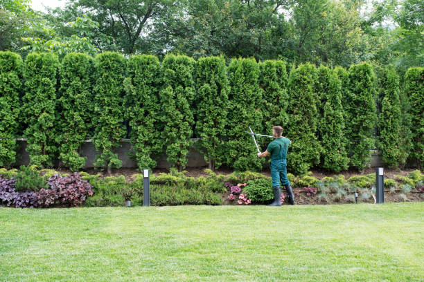 Best Lawn Grading and Leveling  in Jordan, NY