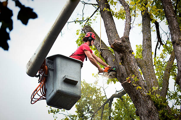 Best Tree Trimming and Pruning  in Jordan, NY