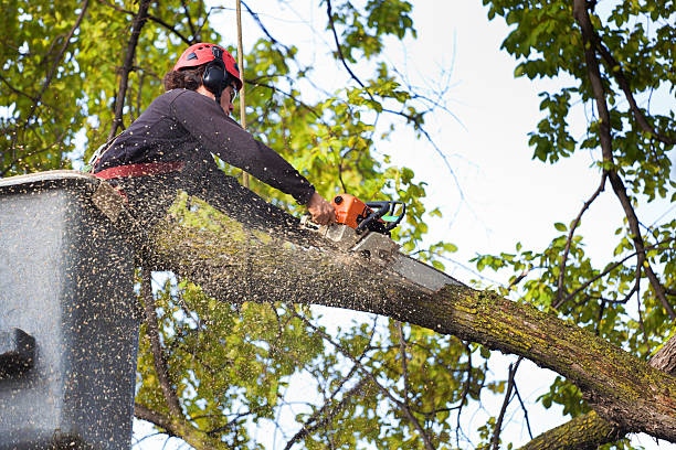 Best Arborist Consultation Services  in Jordan, NY